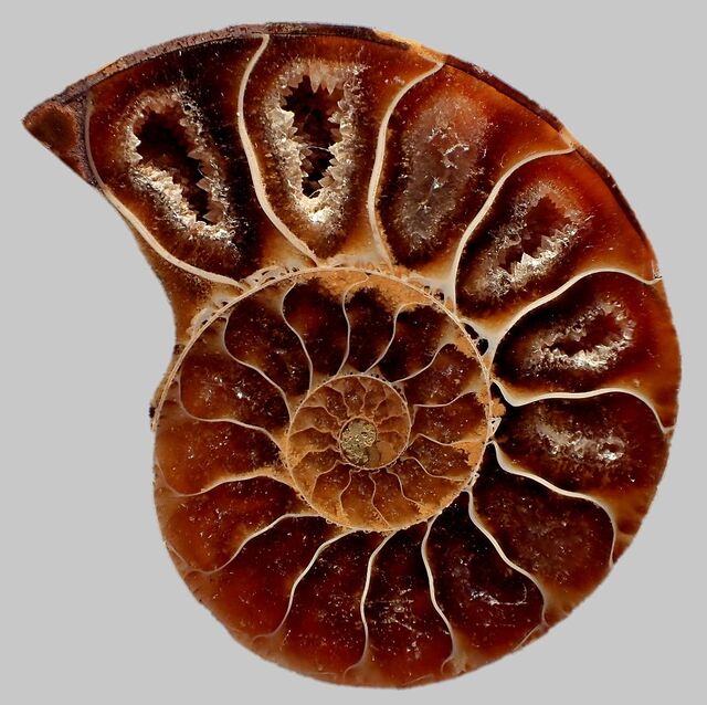 Mảnh ammonite