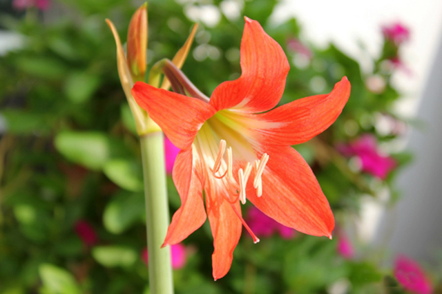 Độc tố trong hoa huệ lily gây bỏng rát
