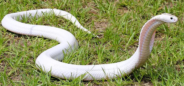 Mơ thấy rắn màu trắng có thể sắp tới bạn gặp một số chuyện rắc rối