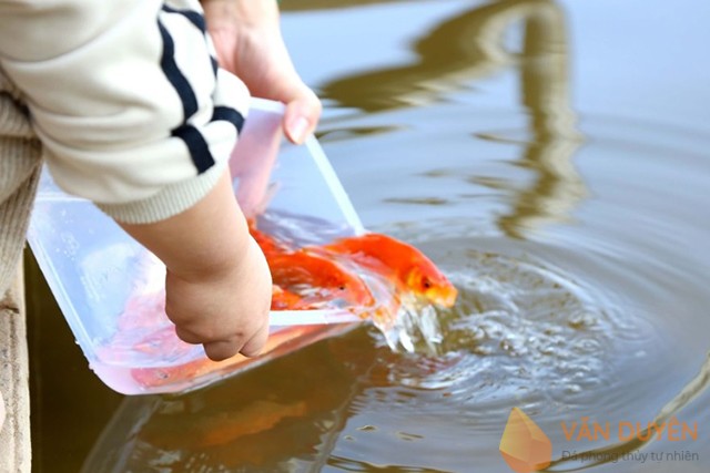 Quy trình thả cá chép cúng ông Công ông Táo đúng